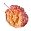 https://everyndesign.hr/wp-content/uploads/2020/11/small_leaf_02.png